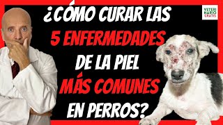 🔴 COMO CURAR LAS 5 ENFERMEDADES DE LA PIEL MÁS COMUNES EN PERROS 🔴SARNA HONGOS DERMATITIS [upl. by Assirok]