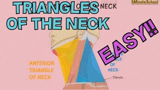 TRIANGLES OF THE NECK ANATOMY MADE EASY  EXPLAINED in 3 MINUTES CERVICAL TRIANGLES [upl. by Lenahc]