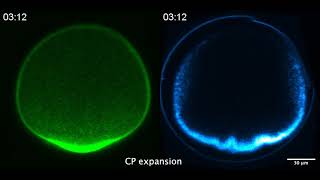 A Live Look Inside Oocytes [upl. by Ignazio]