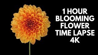 4K Blooming Flowers Time Lapse for Relaxation Soft Piano Music [upl. by Odnalor]