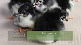 Black Australorp Baby Chicks [upl. by Leseil]