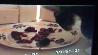 2 katten en een muis eten samen van 1 bord [upl. by Husein903]