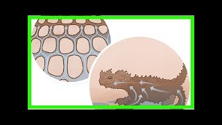 The thorny devil lizard’s moistureextracting skin [upl. by Boffa]