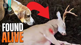 Dog Finds Buck Alive 14 Hours After Shot  The Recovery Episode 4 [upl. by Primaveras798]