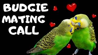 Budgie Mating Call [upl. by Tarton]