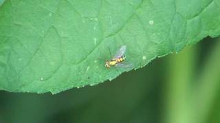 Longlegged Fly Dolichopodidae Condylostylus Catches a Meal [upl. by Yager]