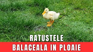 Ratustele Noastre De La 1 Zi La 1 Luna  Balaceala In Ploaie  Cine Iubeste Ratele Mana Sus 👍🦆🦆🦆 [upl. by Rokach]