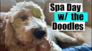 Grooming the Doodles l Golden Doodle Breeder [upl. by Sletten]