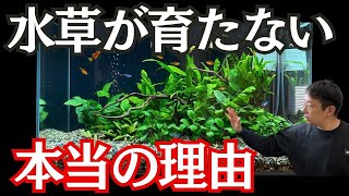 【水草が枯れて困っている人は見て下さい】よくある水草のお悩み解決させます [upl. by Ojytteb]