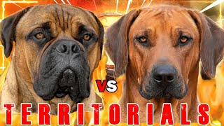 Bullmastiff vs Rhodesian Ridgeback  Rhodesian Ridgeback vs Bullmastiff  Guard Dog  Billa Boyka [upl. by Adaj]