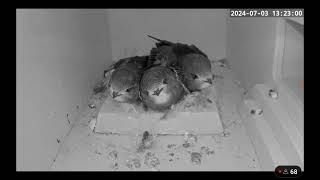 C RSPB live Swift cam Mad scrabble at 1323 3rd July 2024 [upl. by Lussier]