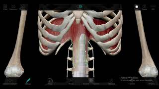 DIAFRAGMA TORACOABDOMINAL Orificios diafragmáticos [upl. by Walther]