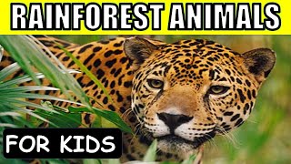 10 Amazing Rainforest Animals For Kids [upl. by Novonod]