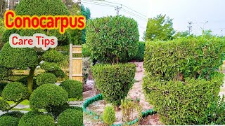 How to grow and care conocarpus  All gardening information [upl. by Othella438]