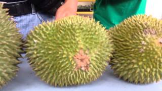 Musang King Durian Karak Malaysia [upl. by Onaicul]