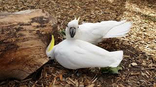 Sulphur crested Cockatoos [upl. by Allbee63]