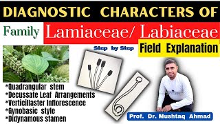 Family Labiateae Diagnostic Characters  Family Lamiaceae  Family Labiateae  Info Biodiversity [upl. by Zitella541]