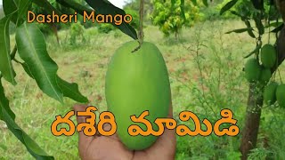 Dasheri 🥭 Mango  My 1 Year Experience  Crop and Harvest Status 2022  2023 [upl. by Ahsie558]