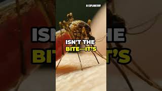 why do mosquitos annoy us facts didyouknow mosquito viralshorts [upl. by Rhianna]