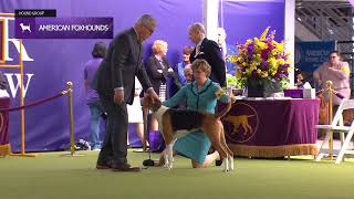 American Foxhounds  Breed Judging 2024 [upl. by Aenaj]