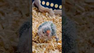 Peach fronted conure Handfeeding 🐥conureparrot keralabirds aviarykerala breeder petcare [upl. by Joelle993]