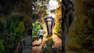 Elephant Attack Village Boy In forest Road Short vfx shorts elephant attack elephantvideo [upl. by Anolahs382]