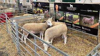 HOW WE PREP SHEEP FOR THE SHOW RING  STAFFORDSHIRE COUNTY SHOW PRE SHOW [upl. by Etireuqram]