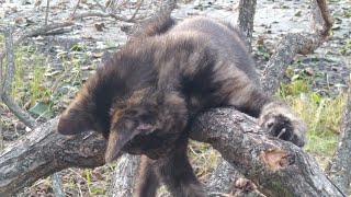 Tree Climbing Fun🌲🧗🏽‍♂️  Super Cute Kittens 😻 Climbing and Attacking each other 🤜🏽Adorable [upl. by Roht70]