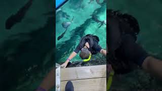 RumFish Aquarium autism snorkeling tampa fun [upl. by Wagoner]