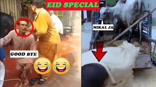 Qurbani Funny VIDEOS  Qurbani 2023  Eid Special Funny Videos [upl. by Kata]