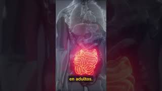 El intestino delgado y sus curiosidades anatomia curiosidades intestino estomago [upl. by Pelson165]