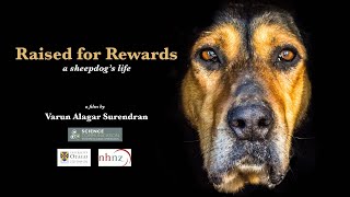 Raised For Rewards  A Sheepdogs Life  New Zealand  Sheepdog Trial  Working Dog  Dog Training [upl. by Yleme]