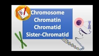 Chromosomes chromatin chromatid and sister chromatid [upl. by Rivers]