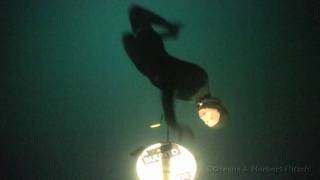 114m FIM Freediving world record [upl. by Nerti]