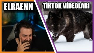 Elraenn  TikTok Badass Wolfdog Compilation İzliyor [upl. by Tnafni]