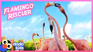 100 Wild Flamingos Join Rescuer For Breakfast  Animal Videos  Dodo Kids [upl. by Emsmus]