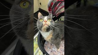 Three Conditions One Amazing Spirit Perfectly Different Cat specialneedscats catstory cats [upl. by Patterman]