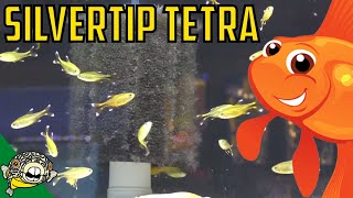 How to Care For Silvertip Tetras Hasemania nana  Silver Tip Tetra School size [upl. by Menell813]