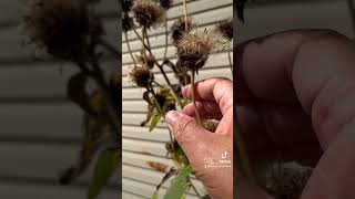 Herbalism minute Seed Saving special guest Elecampane seedsaving earthseeddetroit [upl. by Riti406]