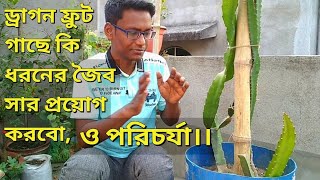 ড্রাগনফ্রুট গাছের সার প্রয়োগ ও পরিচর্যা dragon fruit part 2 [upl. by Blayze]