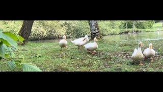 Quacking Ducks in the West Greenhouse Gardens South East UK [upl. by Frere511]