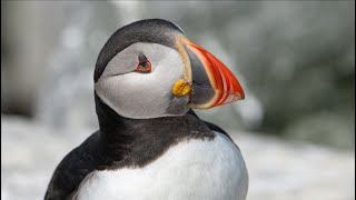 Puffins Razorbills and Murres at Machias Seal Island July 2023 [upl. by Naelopan949]