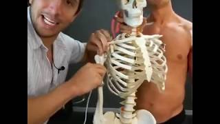 Shoulder Clicking or Impinged How to Move Your Shoulder MoveU [upl. by Len]