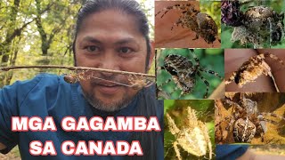 SABAY SA OSO GAANO KA BANGIS ANG CANADIAN SPIDER ramjoragostatv RamjovlogOfficial RAGOSTATV [upl. by Yde]