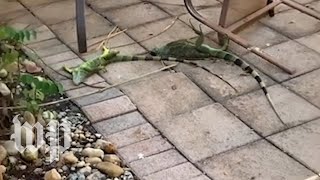 Cold stunned iguanas are falling from trees in Florida  The Washington Post [upl. by Tisman]