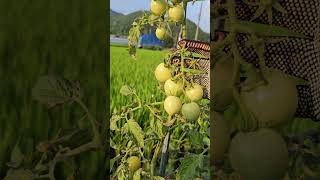 green tomato hindi pa nahinog [upl. by Kittie268]