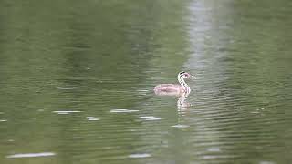 Perkoz dwuczuby Podiceps cristatus eng Great crested grebe [upl. by Russia910]