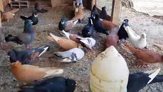 HIGHFLYER PIGEON PELLUMBAT LARTFLUTURUES 2018 [upl. by Antebi]