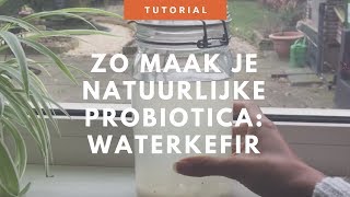 Zo maak je natuurlijke probiotica waterkefir [upl. by Starlin]