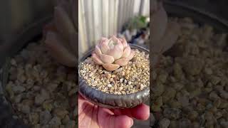 Echeveria Sarang echeveria succulent plants succulentobsession succulentvarieties miniature [upl. by Emogene]